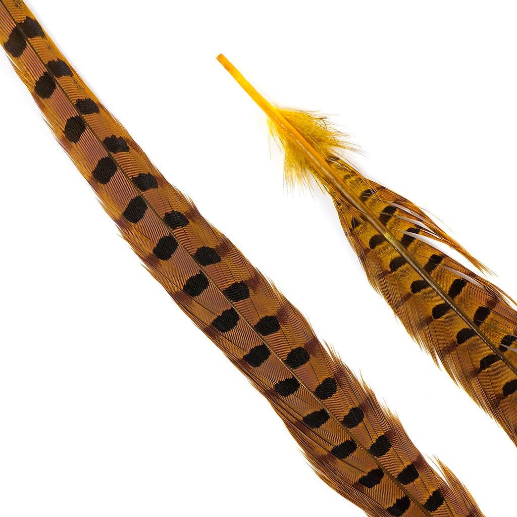 Ringneck Pheasant Tails 20-24" Dyed -5pcs - Gold