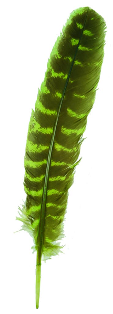 Barred Turkey Quills - Right Wing - 8-12 Inches - 12 pc - Fluorescent Chartreuse