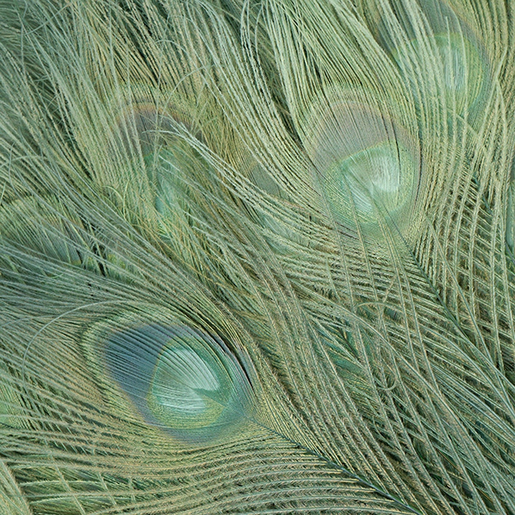 Peacock Eyes Bleached/Dyed - 25-40 Inch - 10 PCS - Celedon