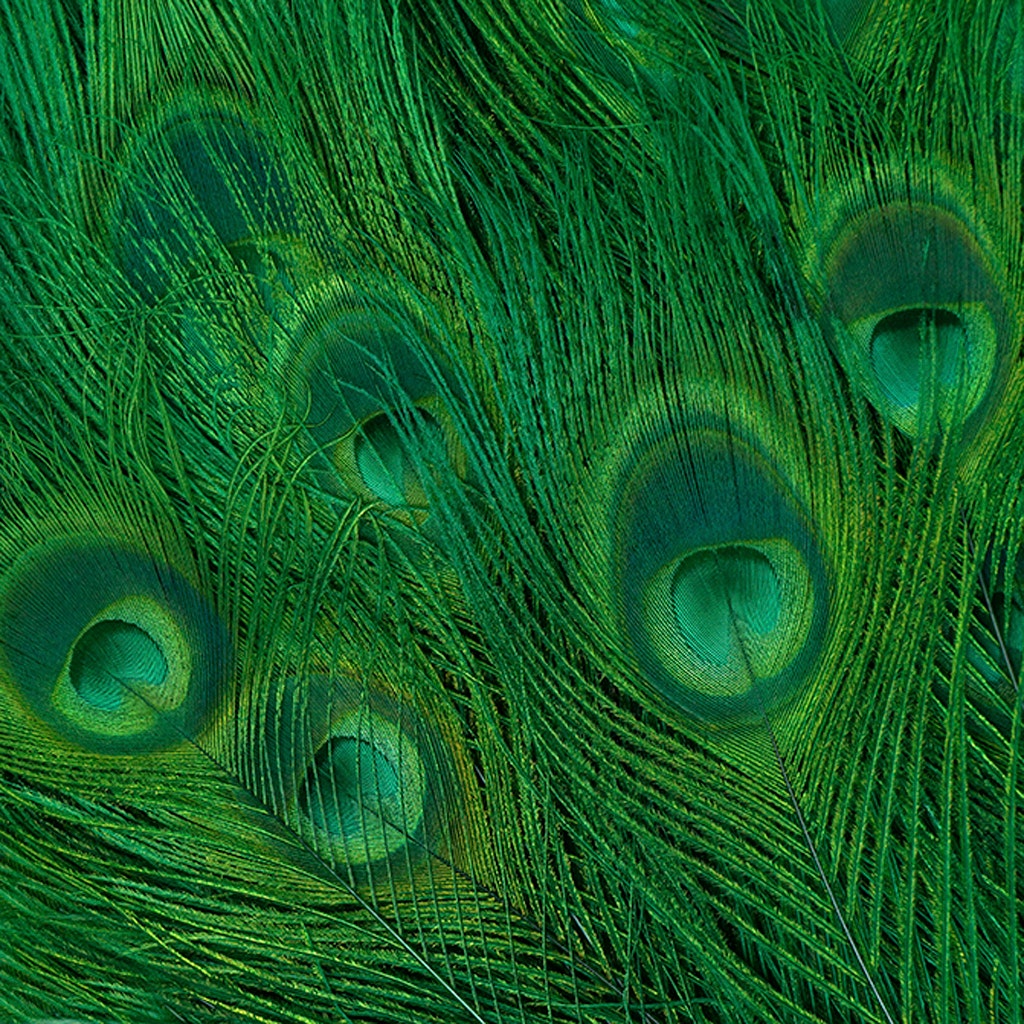 Peacock Eyes Bleached/Dyed - Kelly 30-40" - 10 PC