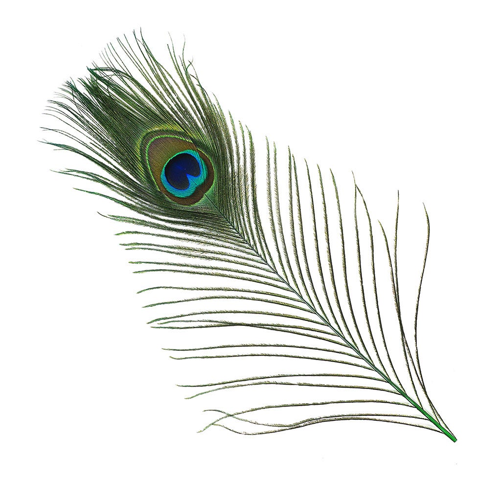 Peacock Feather Eyes Dyed Stem Kelly