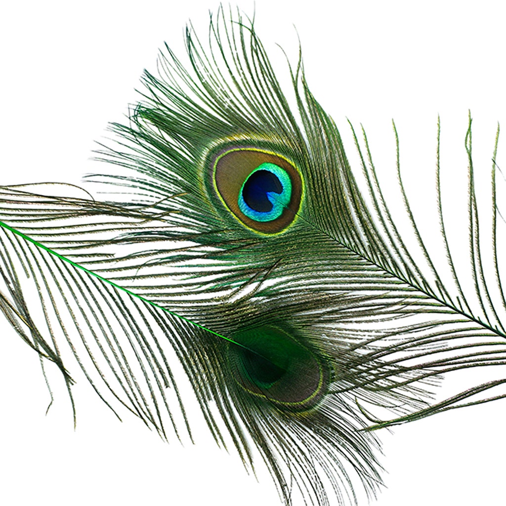 Bulk Peacock Eye Feathers (Full Eye) Stem Dyed - 100 pc - 8-15" - Kelly