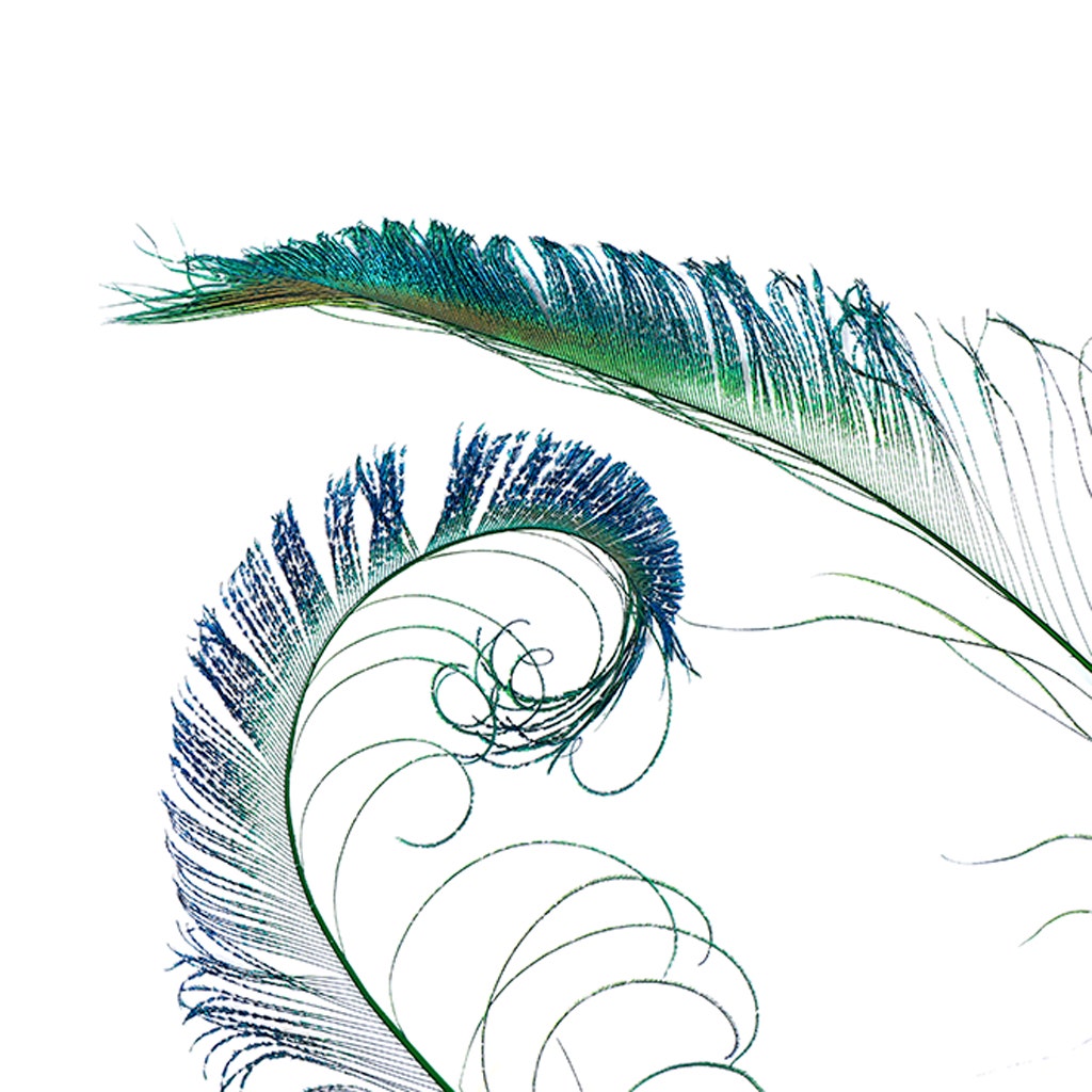 Bulk Peacock Sword Feathers Stem Dyed - 100 pc - 25-40" - Kelly