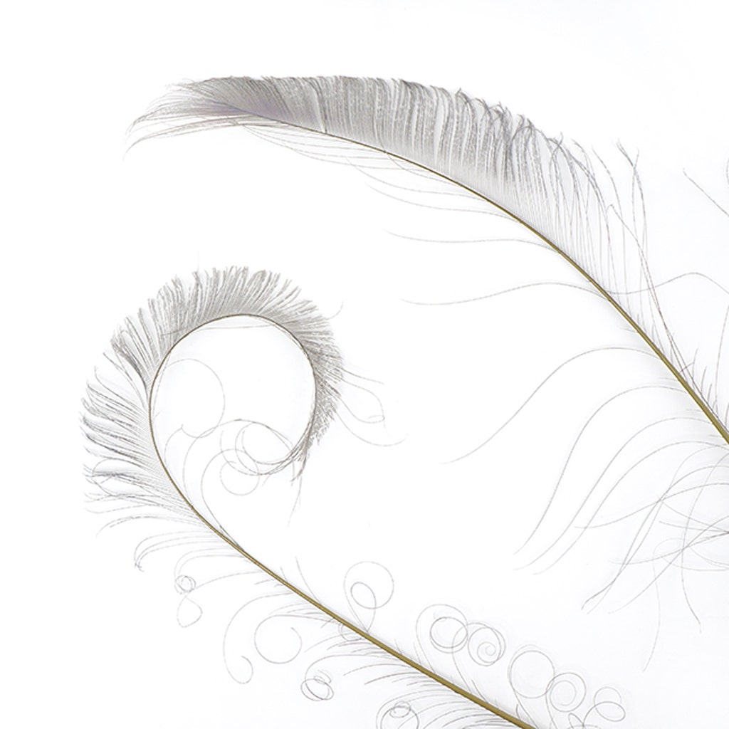 Peacock Swords Bleached/Dyed - Iris