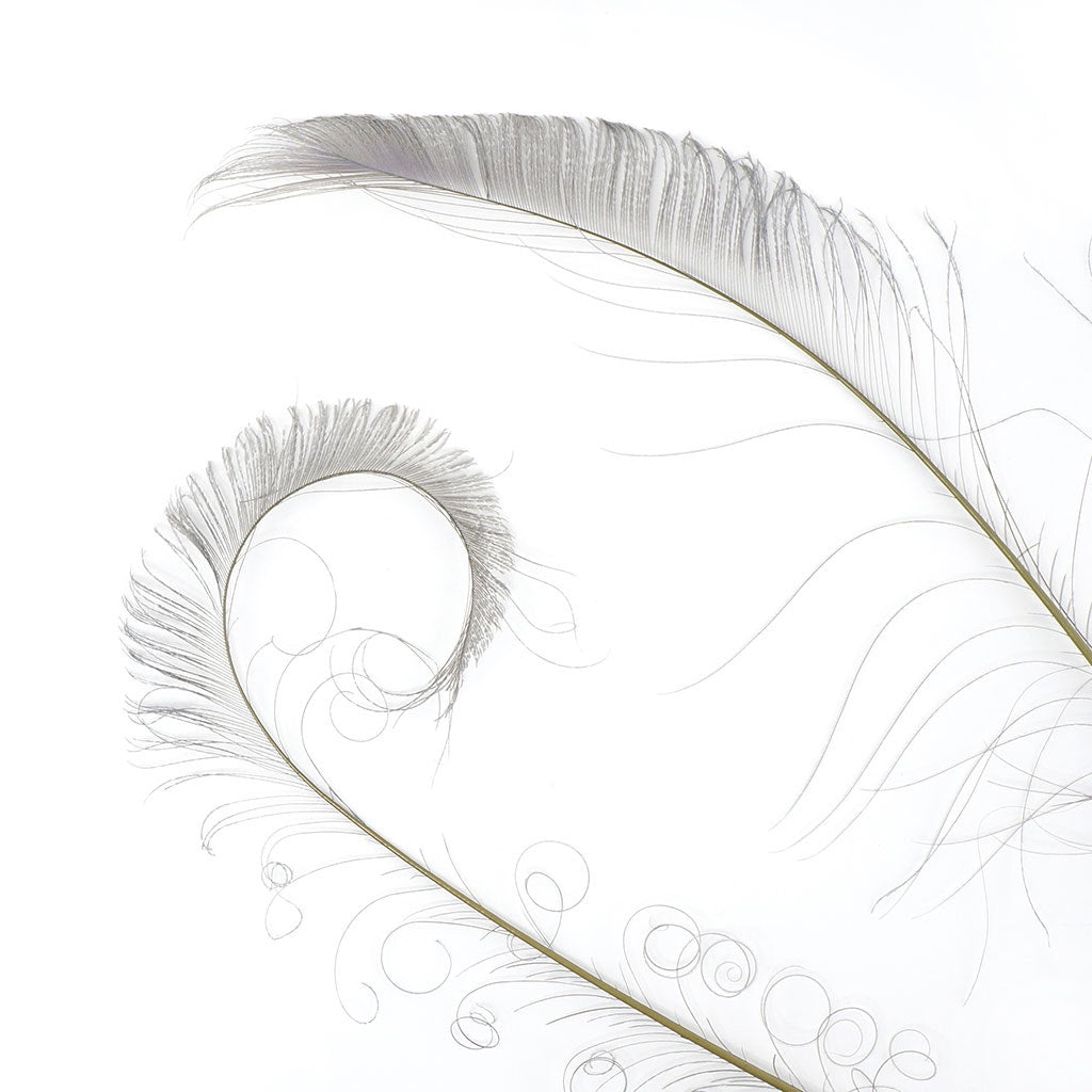 Peacock Swords Bleached Dyed - Iris