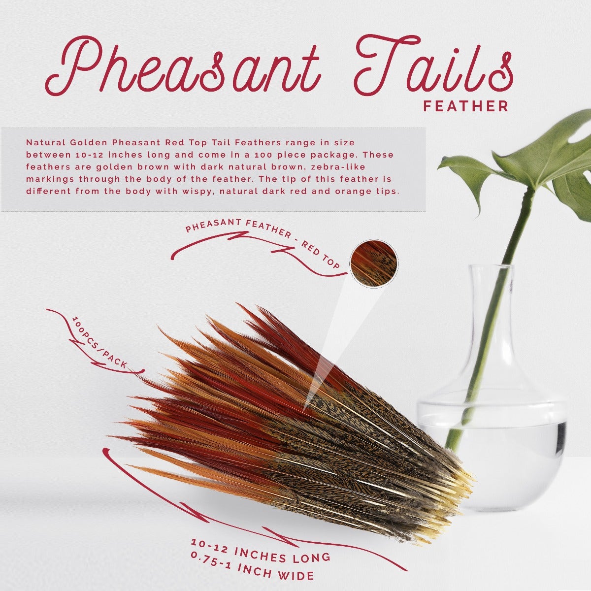 10 PC/PKG Golden Pheasant Red Top Tails 10-12"- Natural