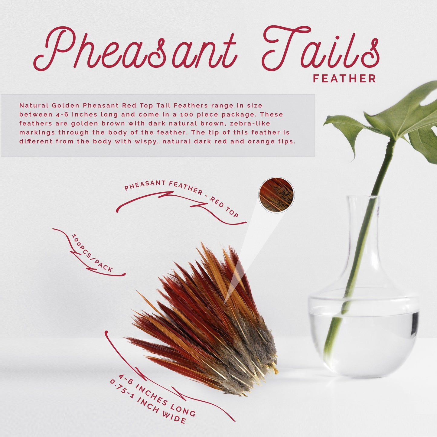 Golden Pheasant Red Top Tails - Natural-4-6"