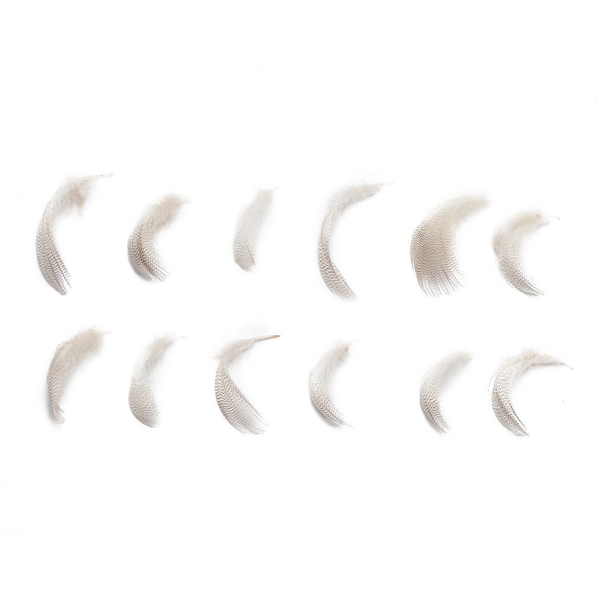 Duck Plumage Mallard Feathers - Natural