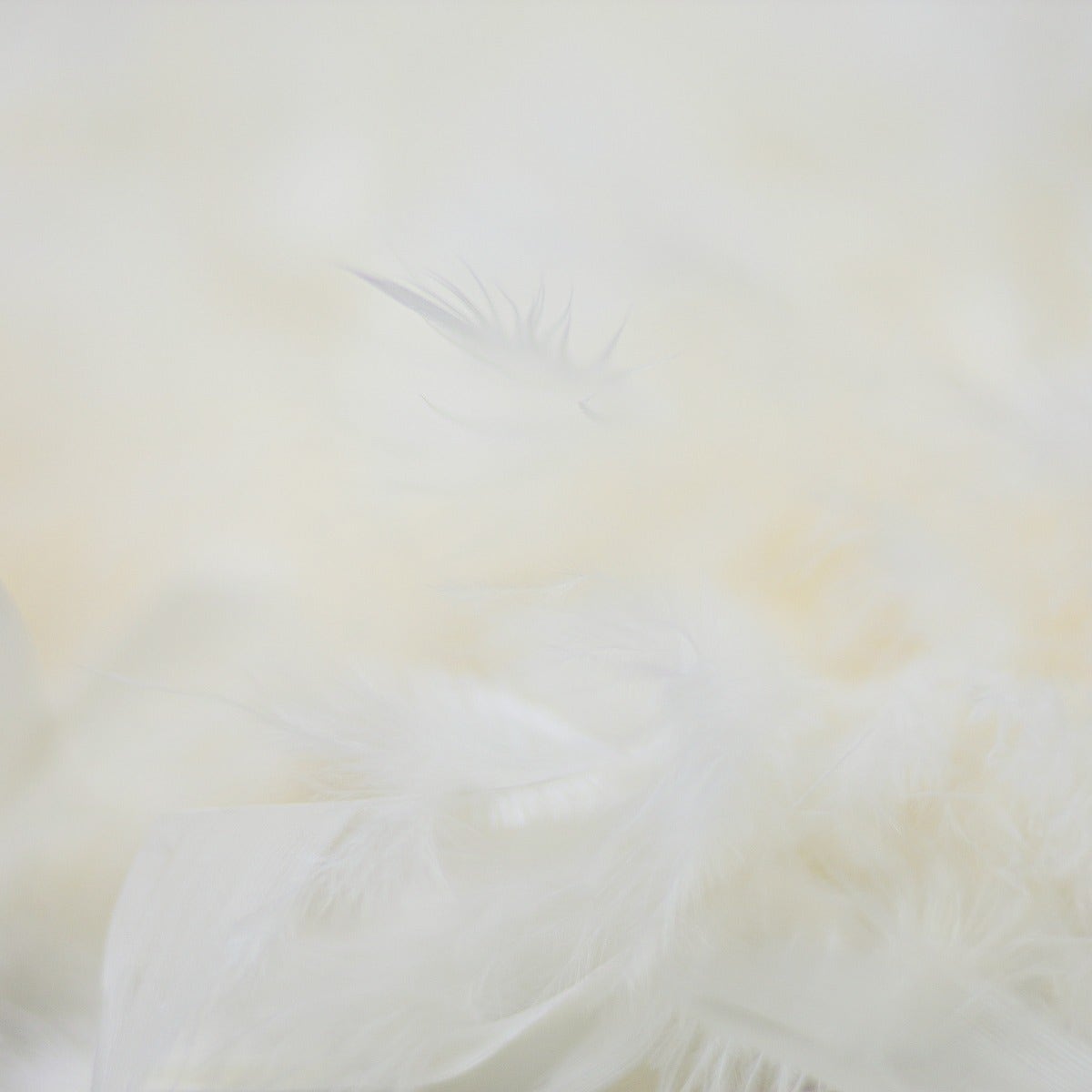 Chandelle Feather Boa - Medium Weight - Ivory