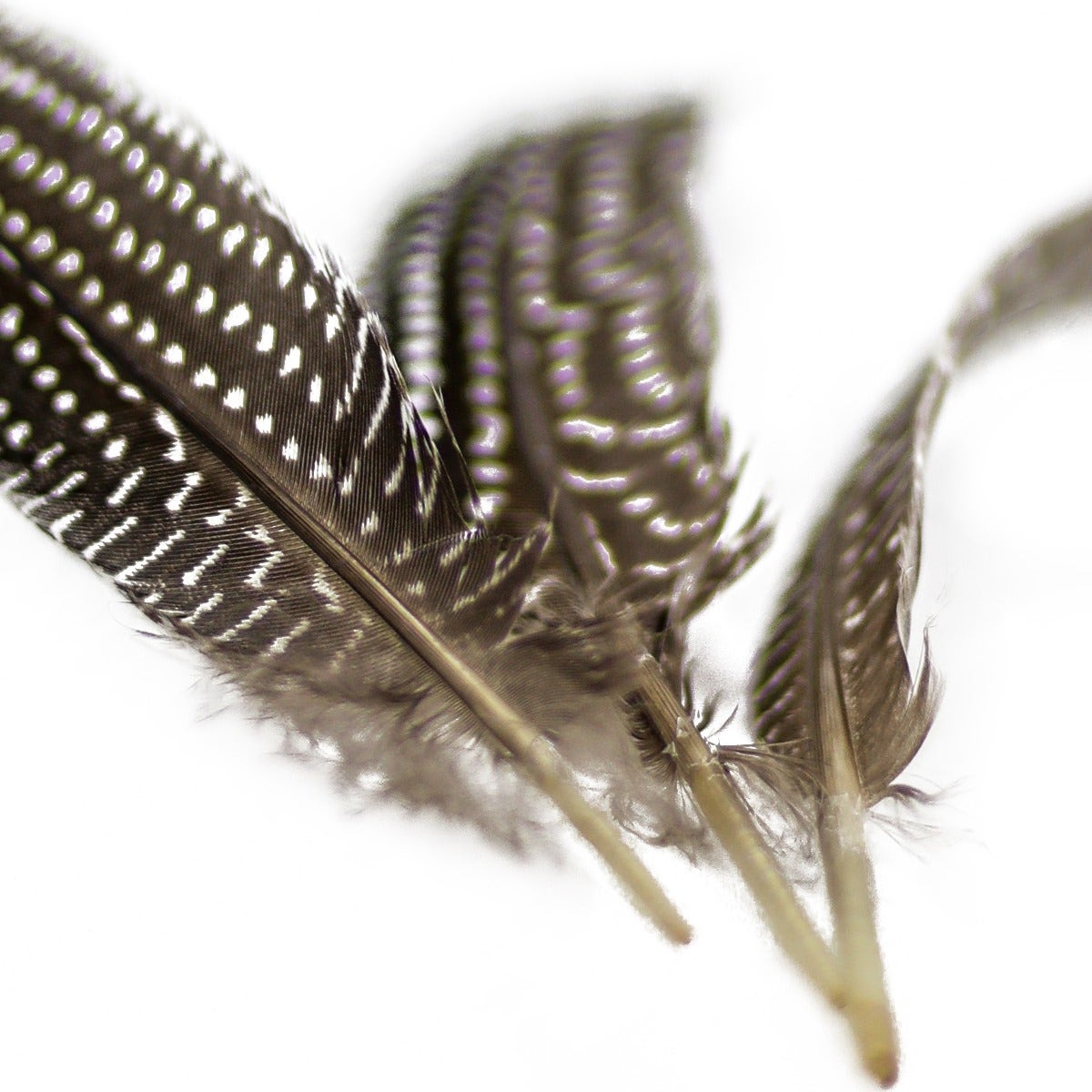 NATURAL GUINEA HEN ROUNDS 6-8" - 3 PC