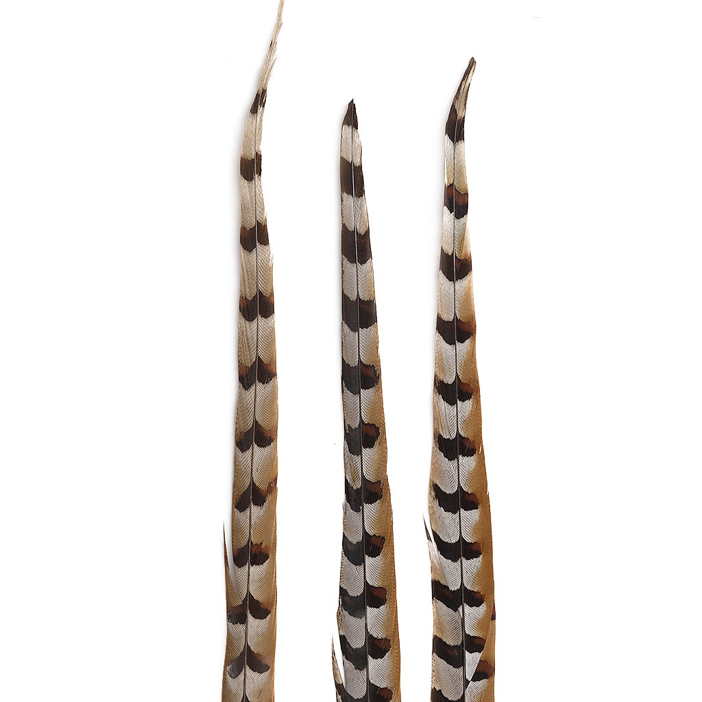 Venery Pheasant Tails - Natural - 30 - 40"