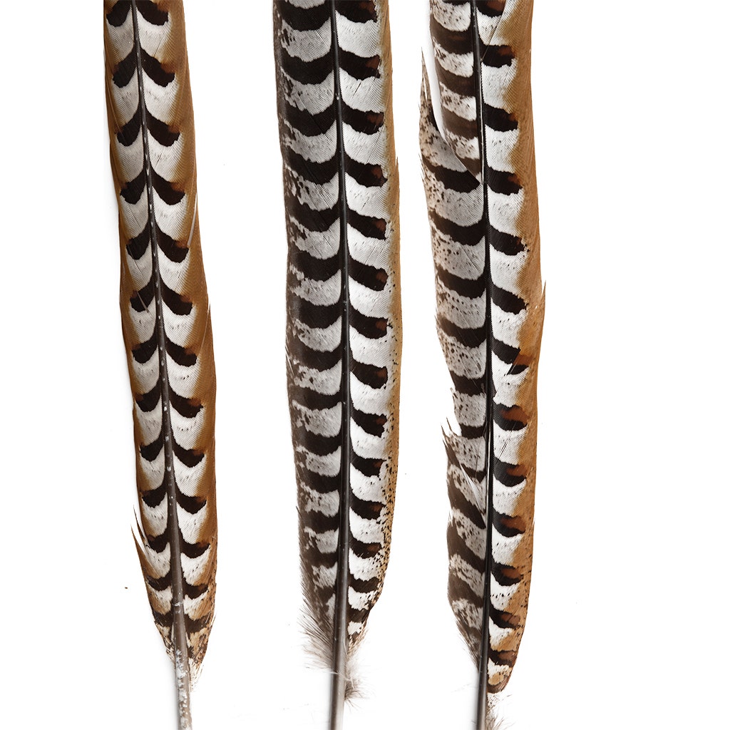 Venery Pheasant Tails - Natural - 30 - 40"