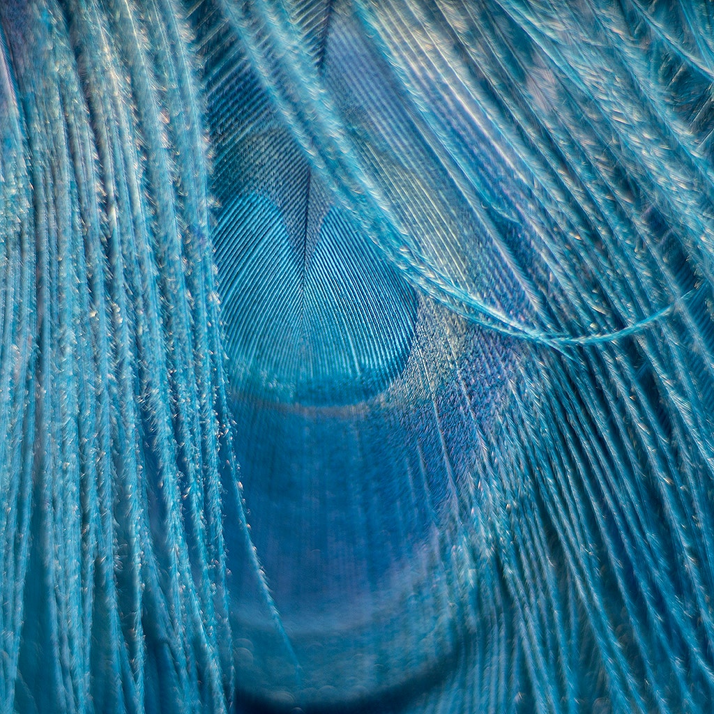 Peacock Eyes Bleached/Dyed - Dark Turquoise 30-40" - 10 PC