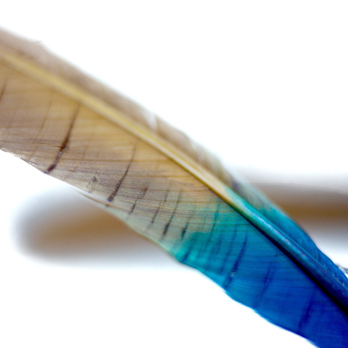 Ombré Turkey Quill Feathers 10-12” 2 pc - Dark Turquoise - Camel