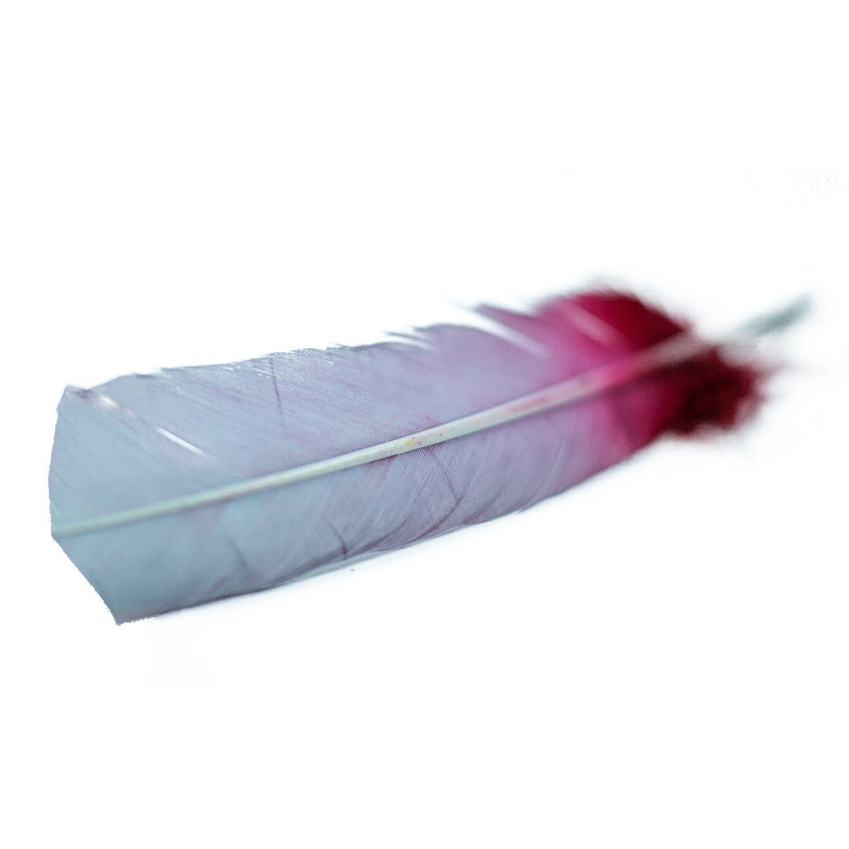 Ombré Turkey Quill Feathers 10-12” 2 pc- Burgundy - Silver