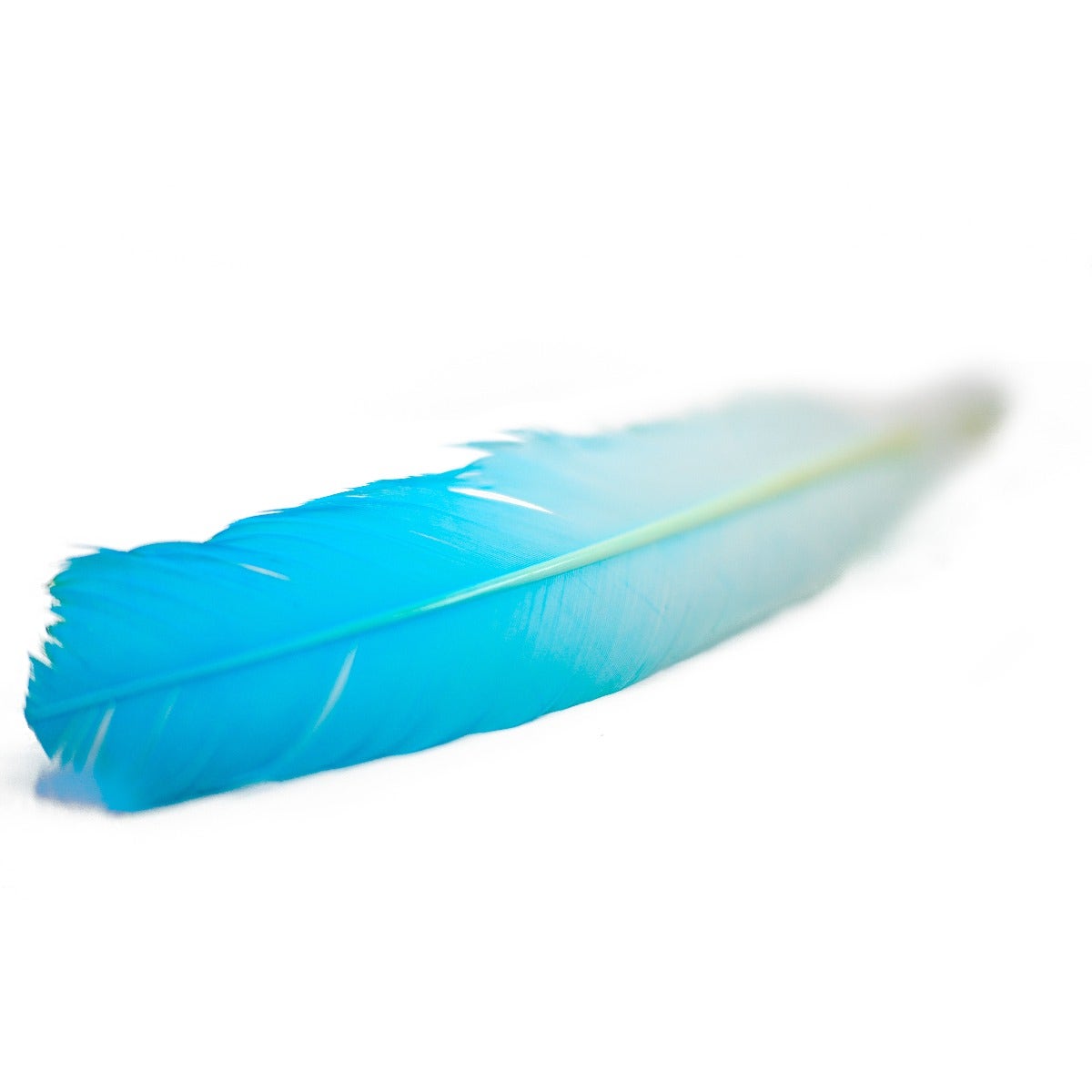 Ombré Turkey Quill Feathers 10-12” 2 pc - Light Turquoise /White