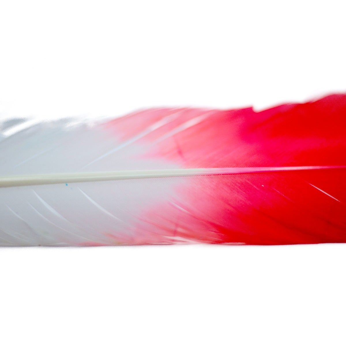 Ombré Turkey Quill Feathers 10-12” 2 pc - Coral/White