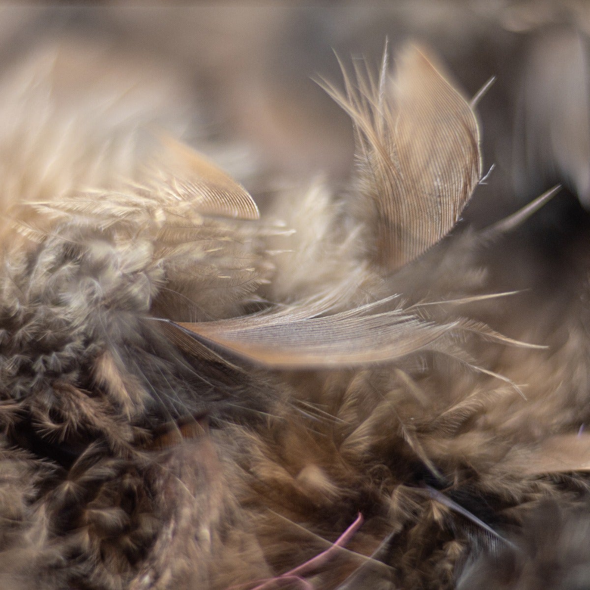 Chandelle Feather Boa - Medium Weight - Brown