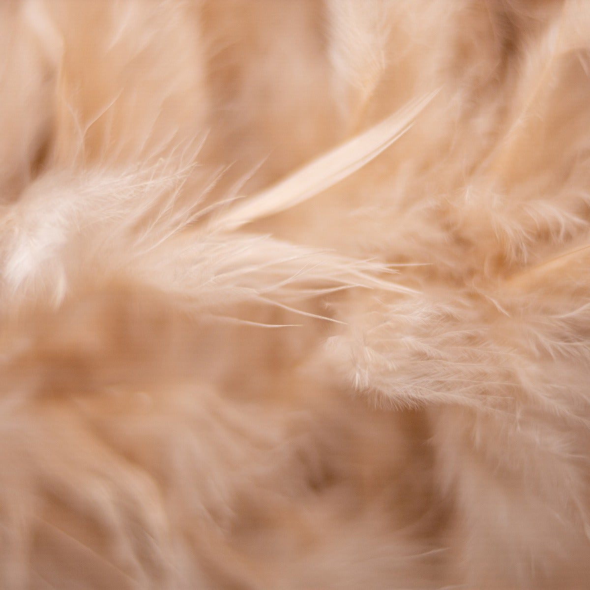 Chandelle Feather Boa - Medium Weight - Beige