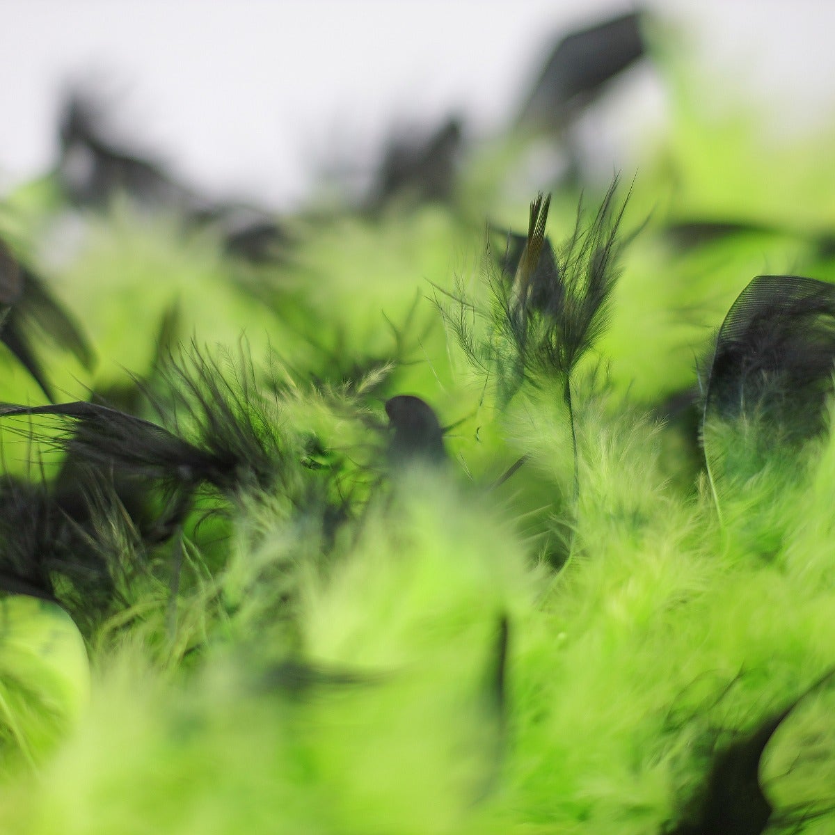 Chandelle Feather Boa - Medium Weight - Tipped - Lime/Black