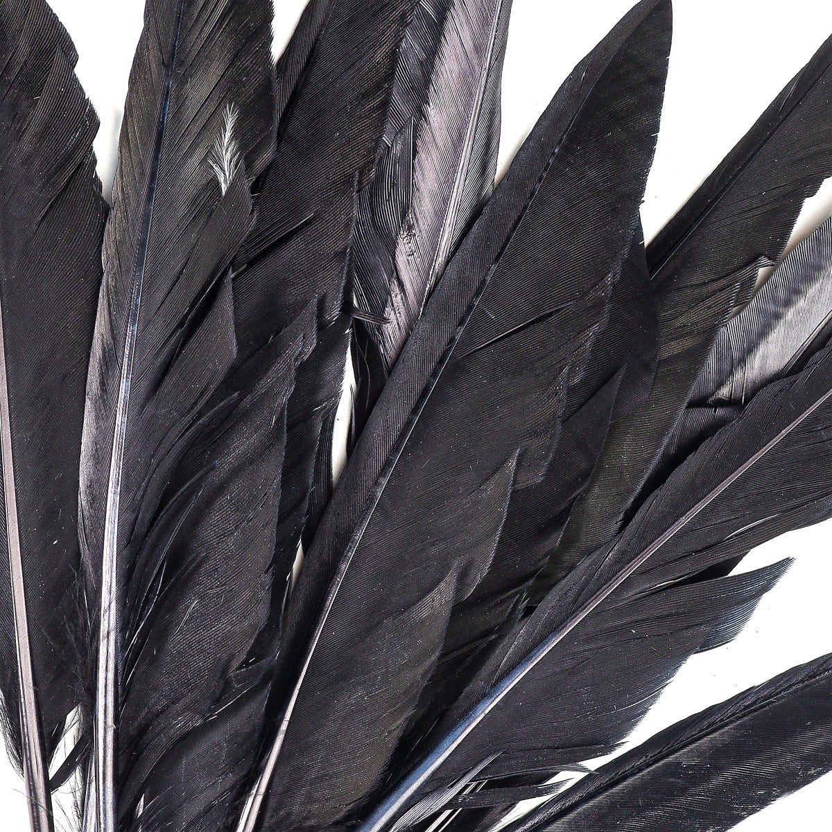 Loose Duck Pointers Shaded-Dyed - Black