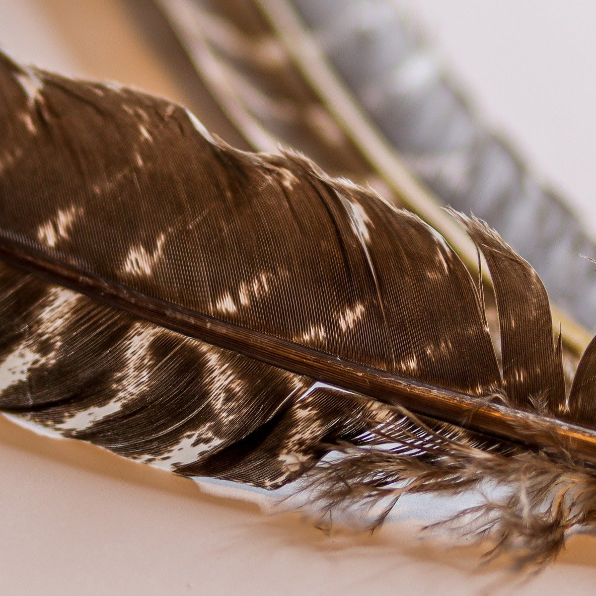 BARRED TURKEY QUILLS WING FEATHERS 8-12" - NATURAL