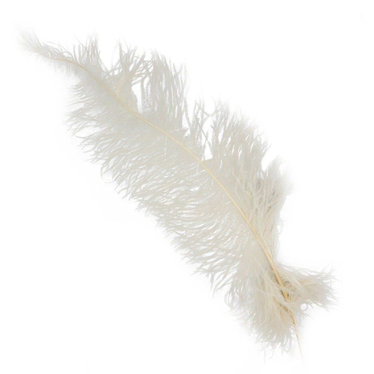 Ostrich Feathers-Spads Damaged - Beige