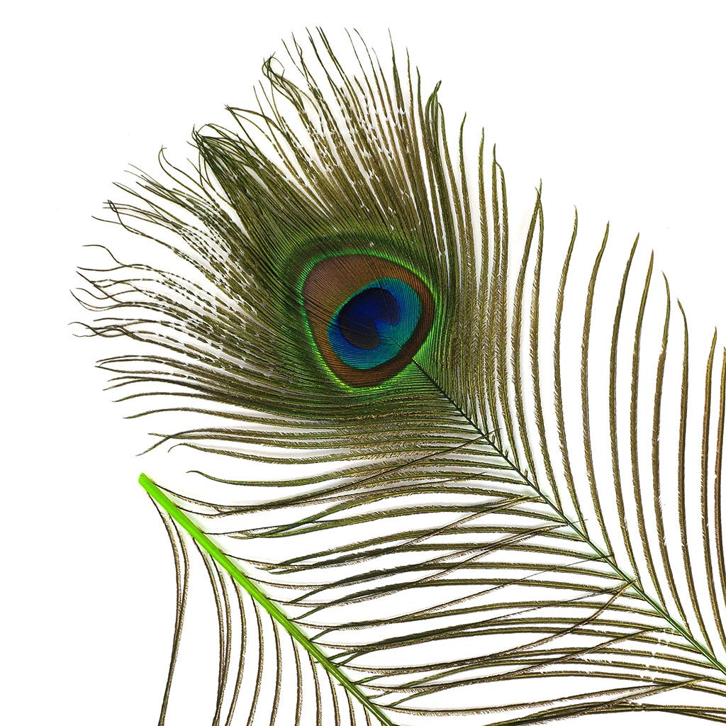 Peacock Feather Eyes Dyed Stem Lime