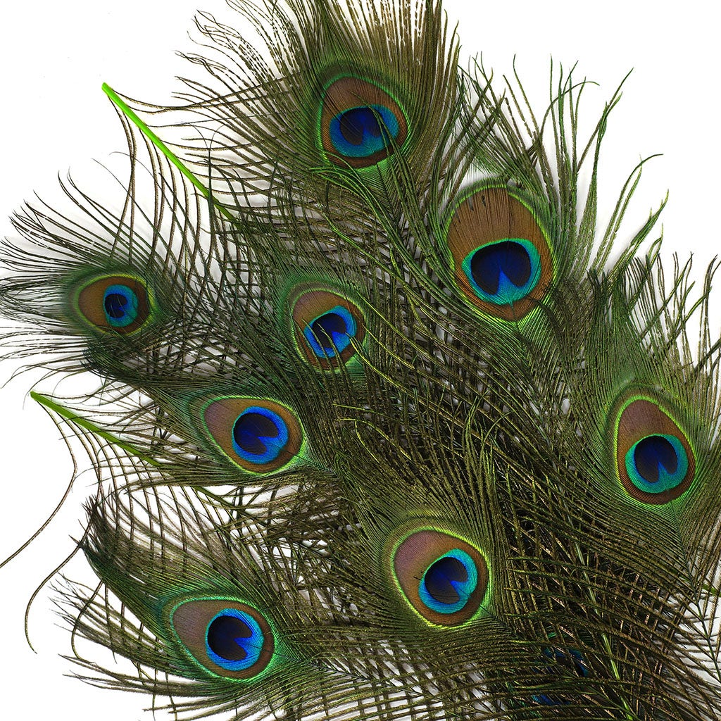 Peacock Feather Eyes Dyed Stem Lime