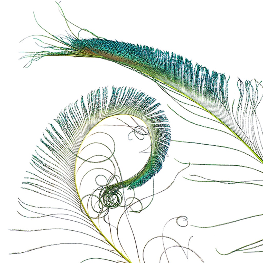 Bulk Peacock Sword Feathers Stem Dyed - 100 pc - 25-40" - Lime