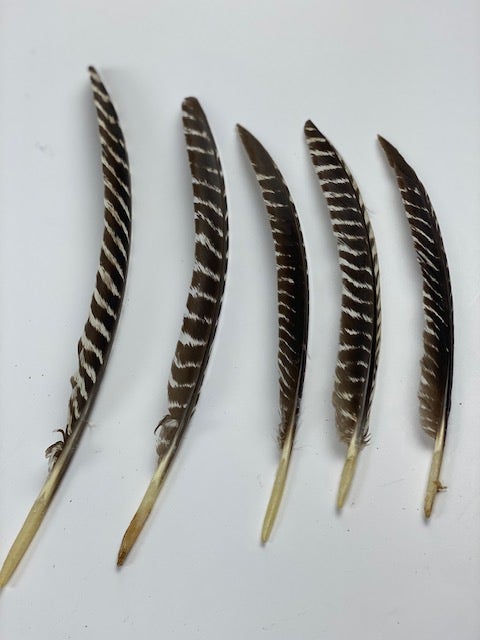 Barred Turkey Pointer Feathers - Left Wing - 12 pc - Natural