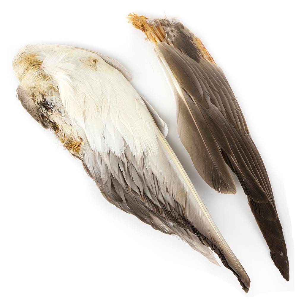 Natural Grey Duck Wing Second Quality For Sale Buy Craft Feathers featherplace by Zucker Feather Products Inc