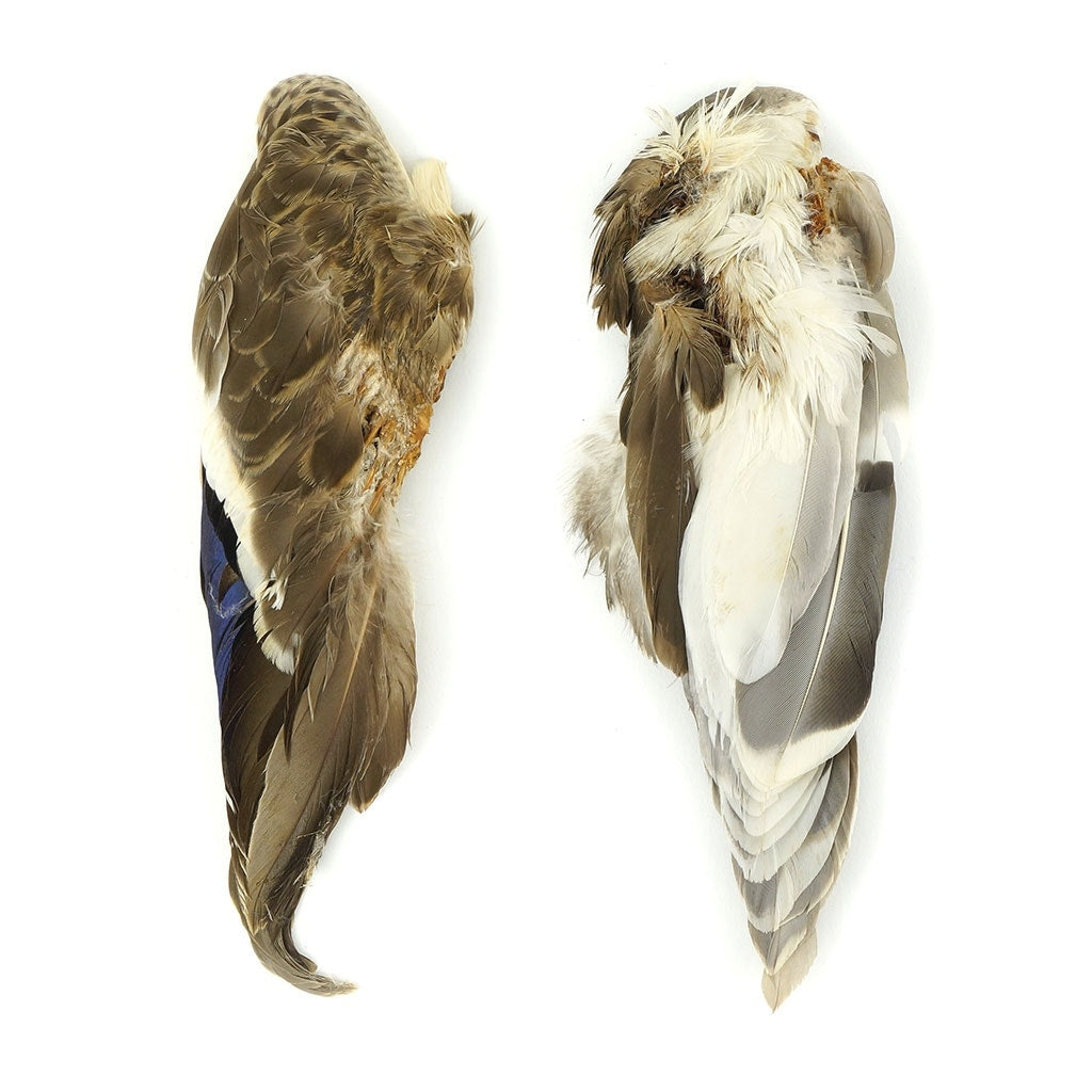 Duck Wings Natural Mallard