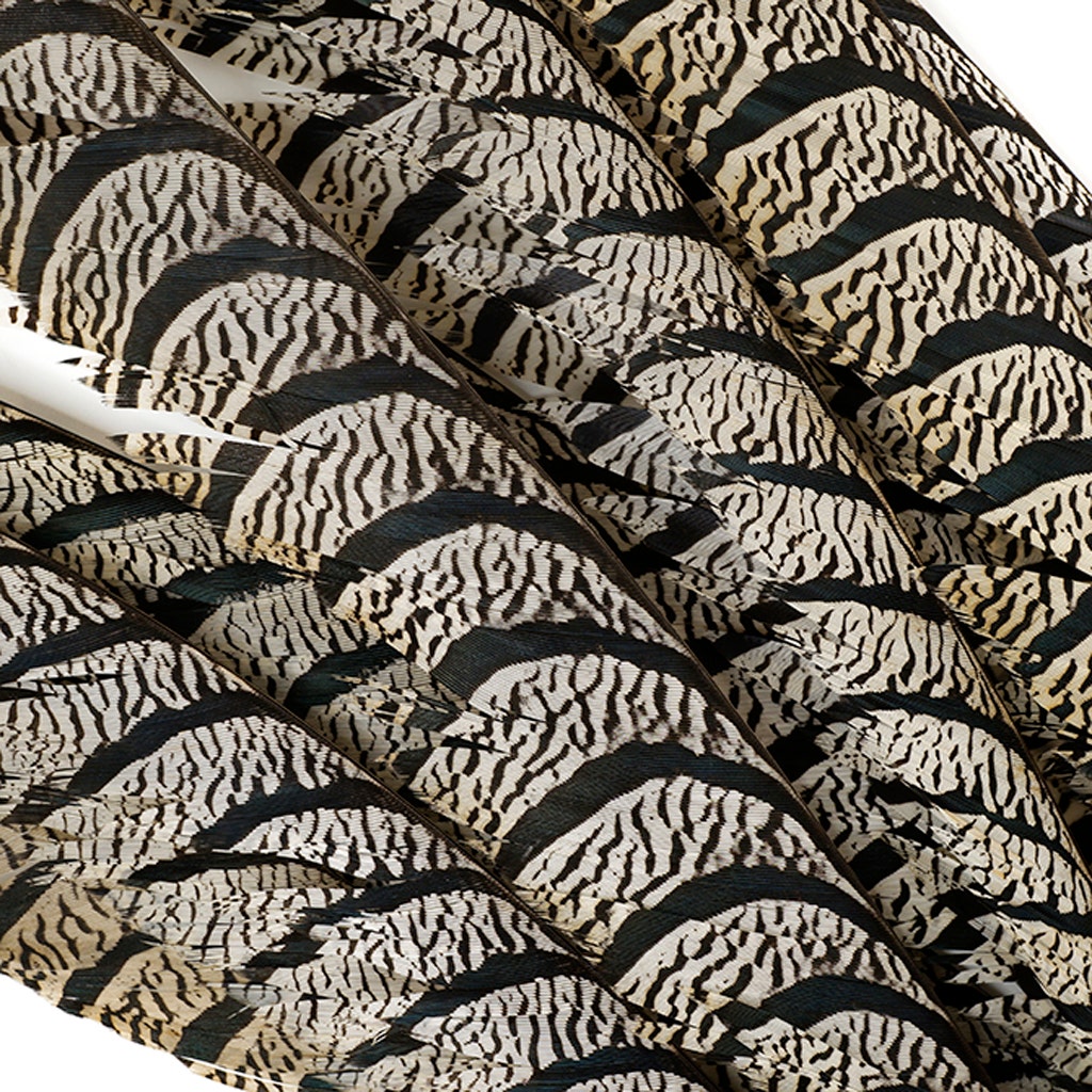 Lady Amherst Pheasant Tail Feathers - Natural