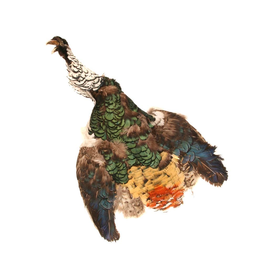 Lady Amherst Pheasant Pelt #2 with Crest - Natural
