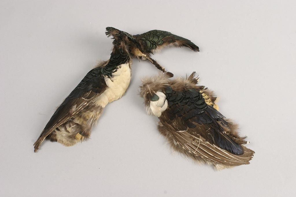 Lady Amherst Pheasant Pelt #3 - Natural
