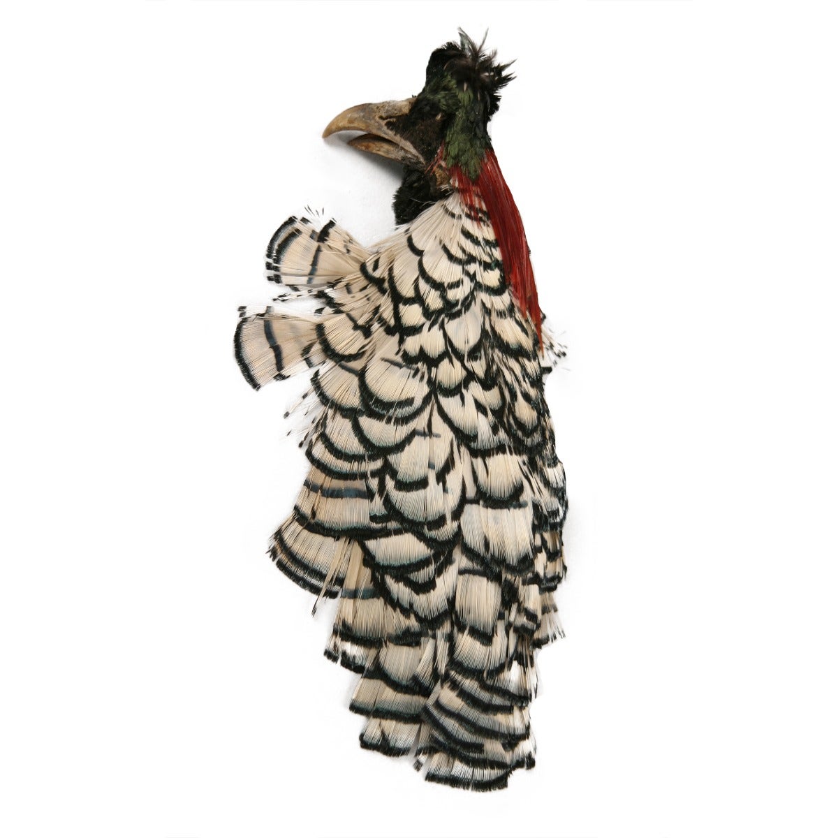 Lady Amherst Pheasant Crest #2 - Natural