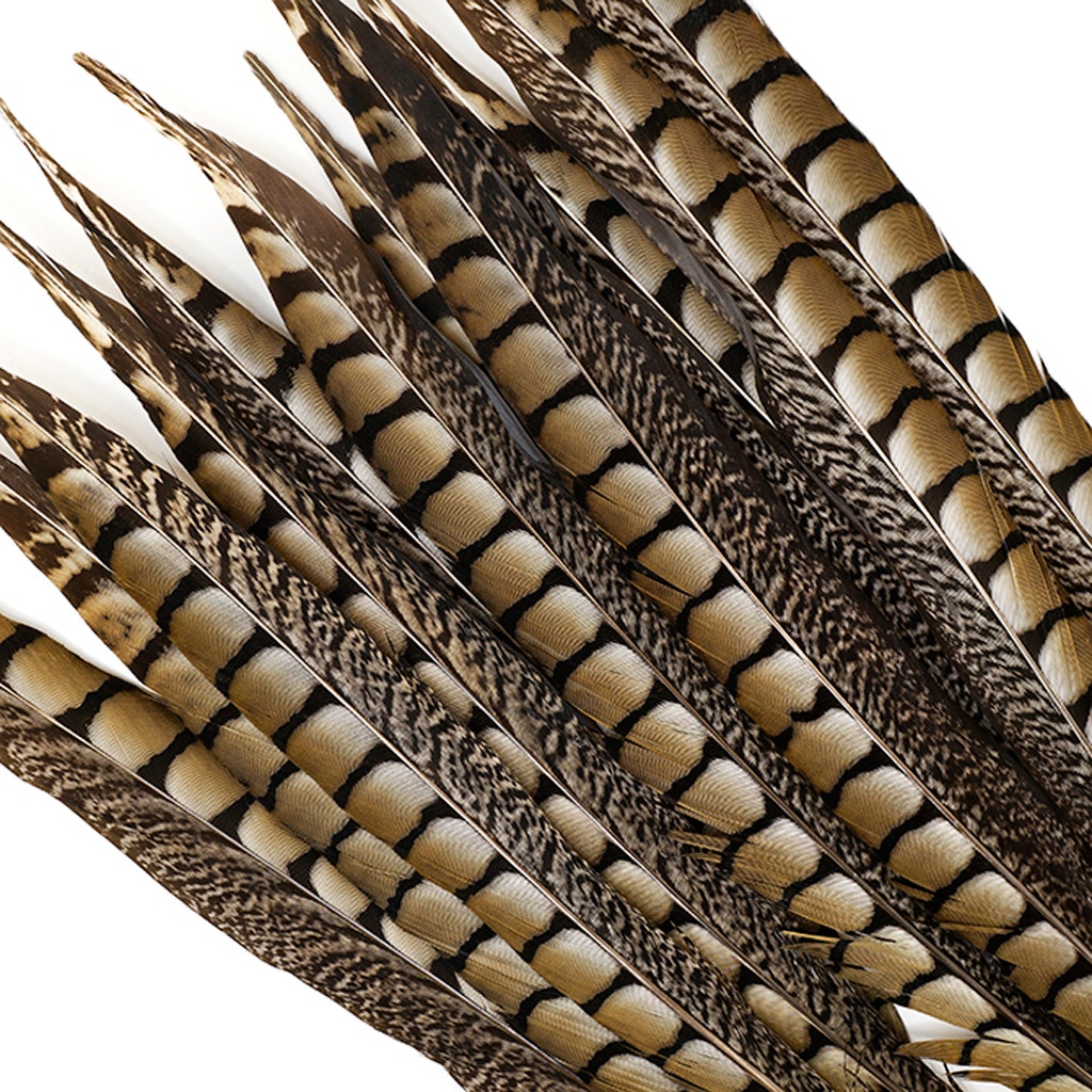 Lady Amherst Pheasant Tails - Natural - 12 - 16"