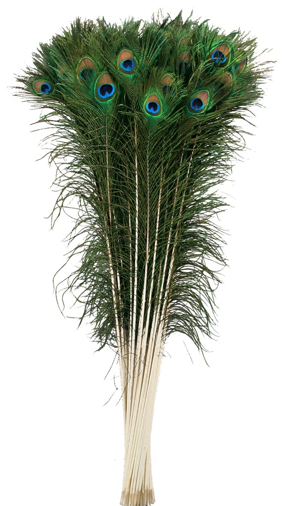 Peacock Tail Eyes Natural - 40 - 45"