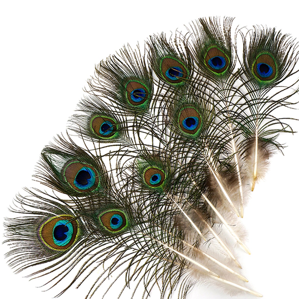 Peacock Tails w/Small Eyes - 4 - 10" - Natural