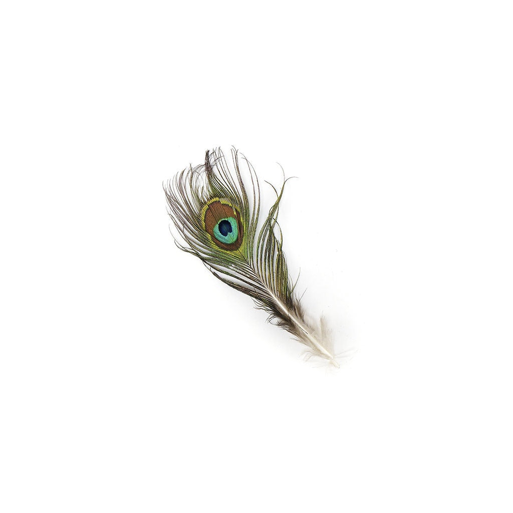 Peacock Feather w/Small Complete Eyes Natural