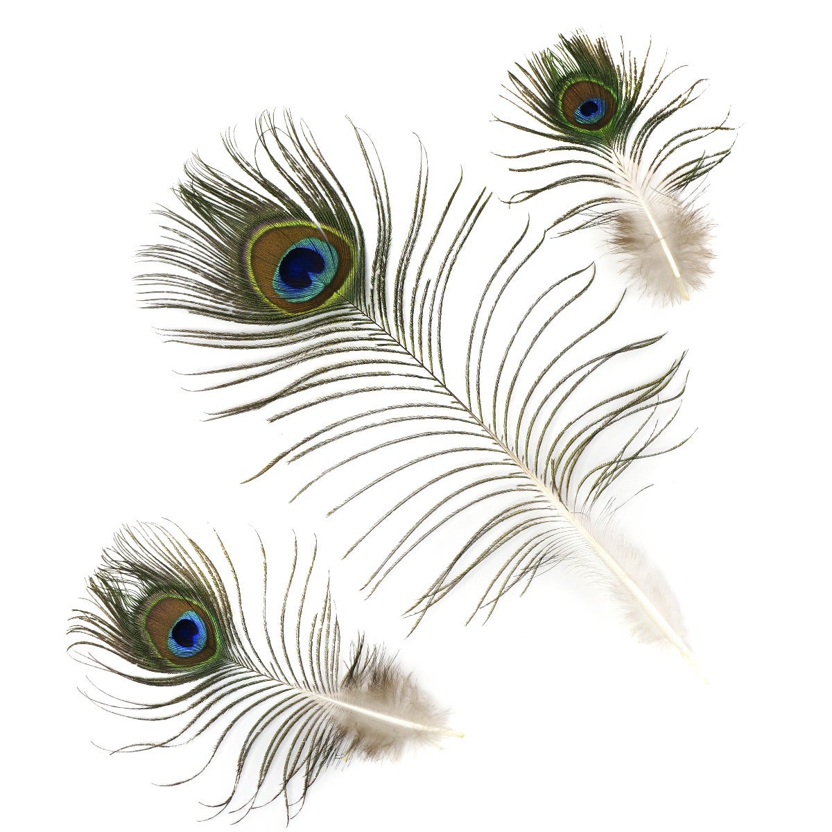 25 PCS Peacock Eye Feather Craft 4-10" - Natural