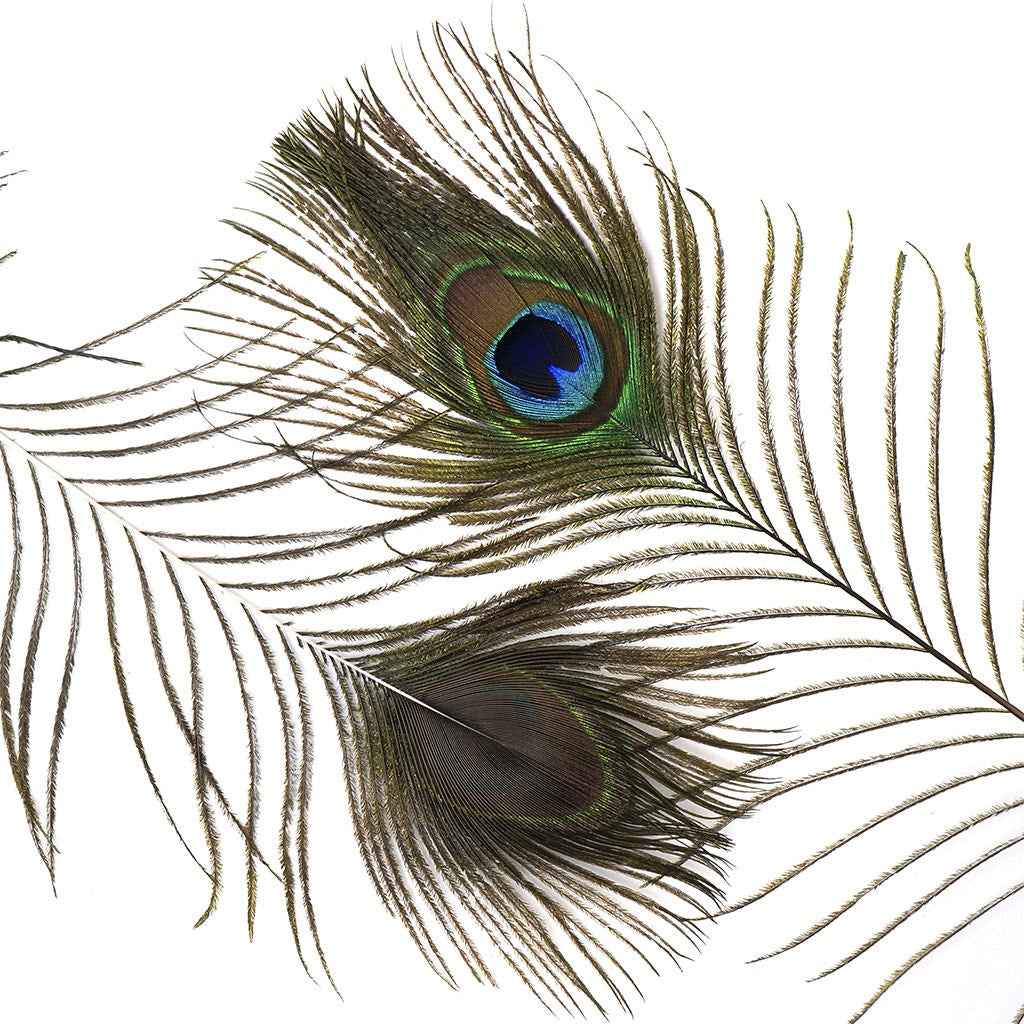 Peacock Feather w/Complete Eyes Natural