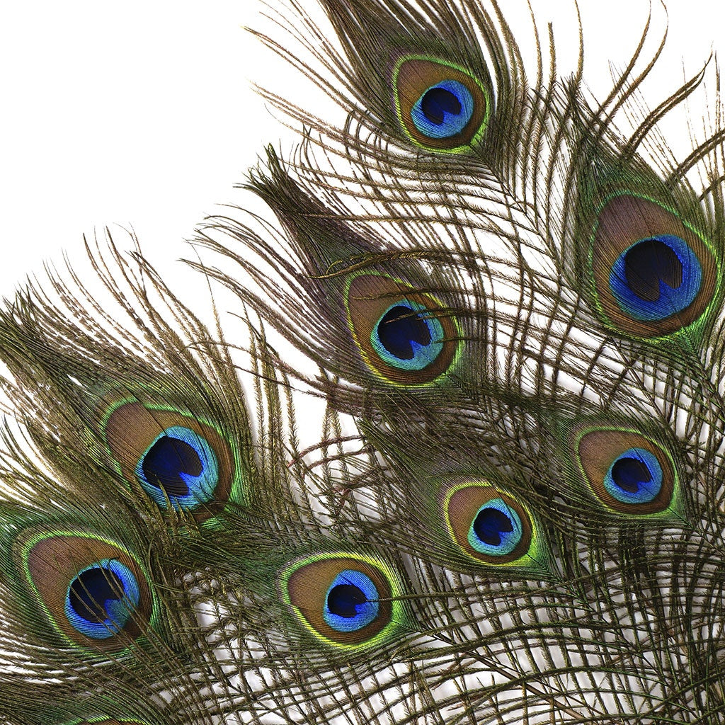 Peacock Feather w/Complete Eyes Natural