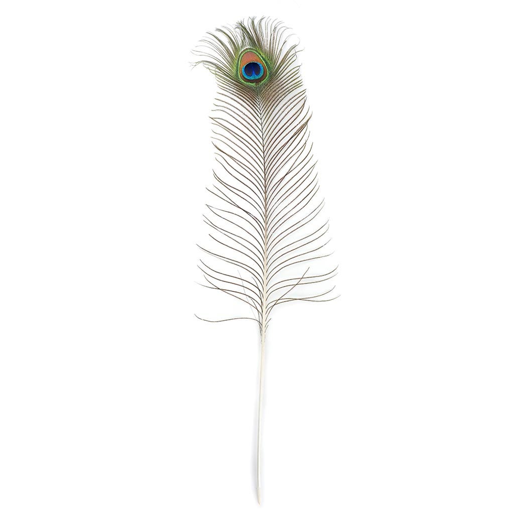 Peacock Feather #1 by Ithinksky