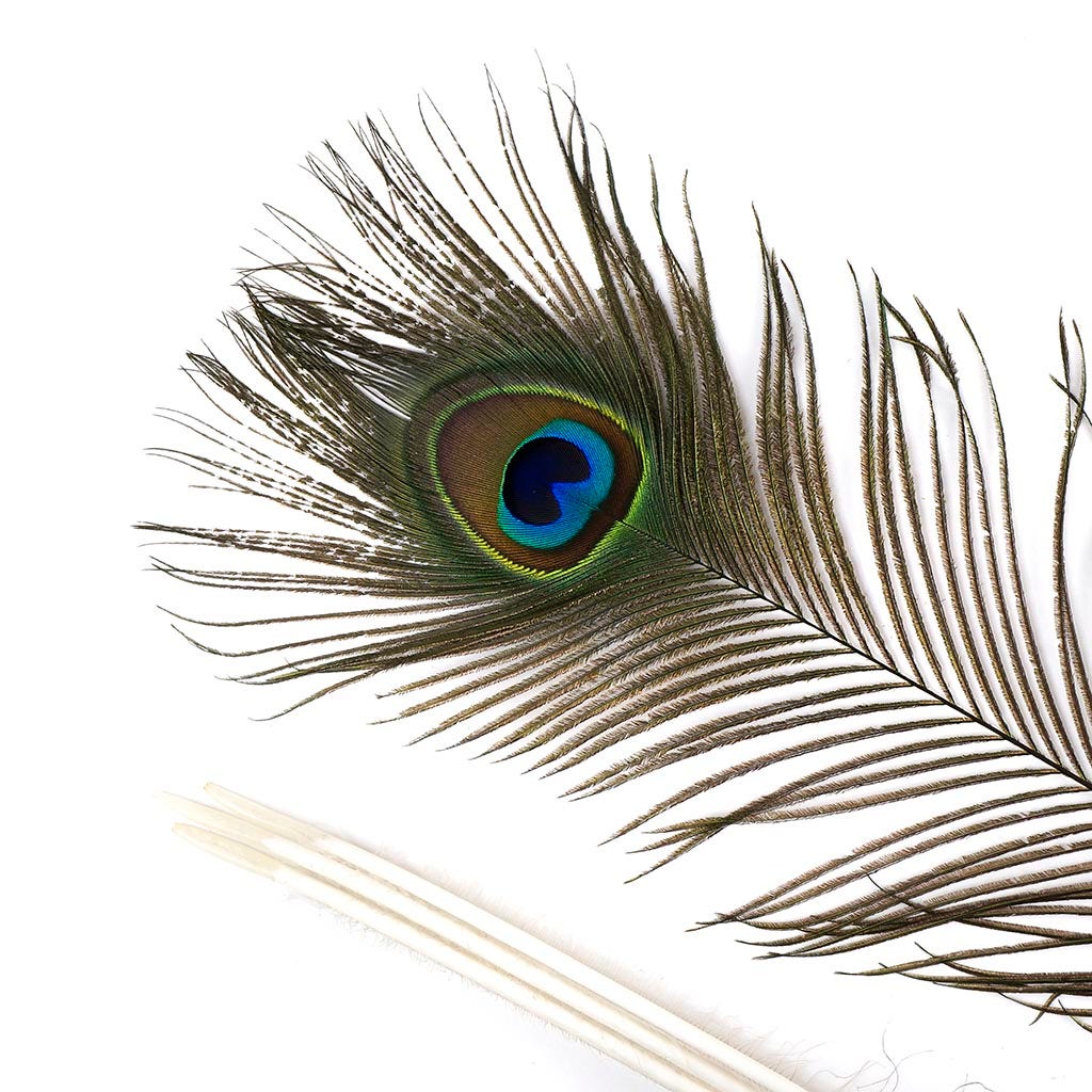 Peacock Feather Eyes Natural - 25-35"-12pcs