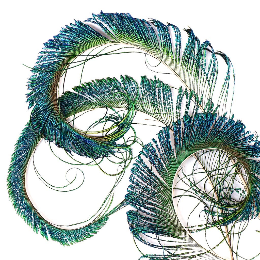 Peacock Feather Swords Right Wing 30-40" - Natural