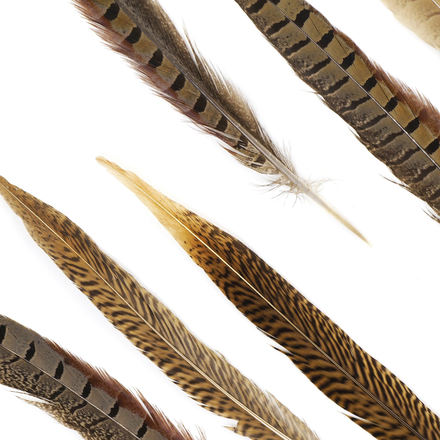 Assorted Pheasant Tails - Natural