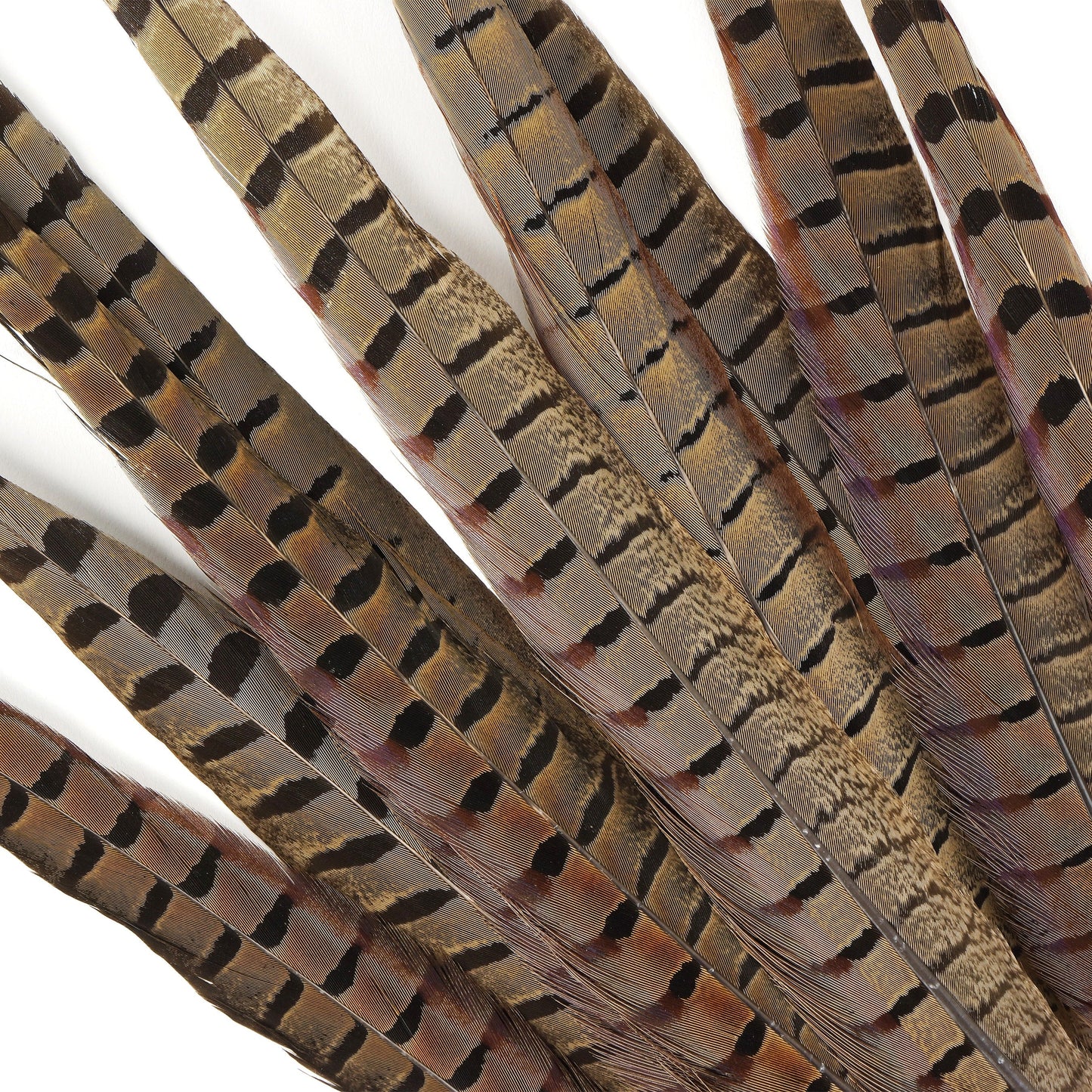 Pheasant Tails Assorted Natural -14-18"