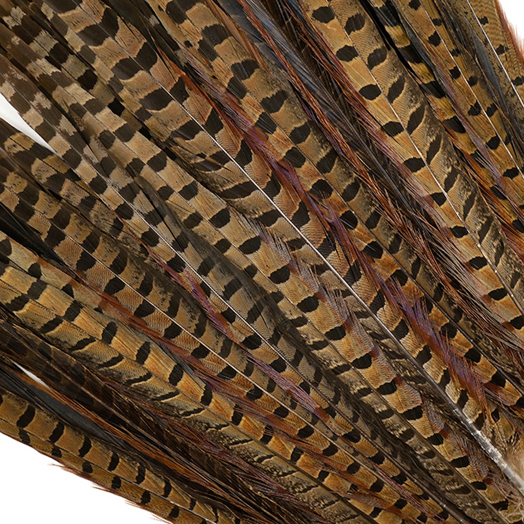 Ringneck Pheasant Tails - Natural - 14 - 16"